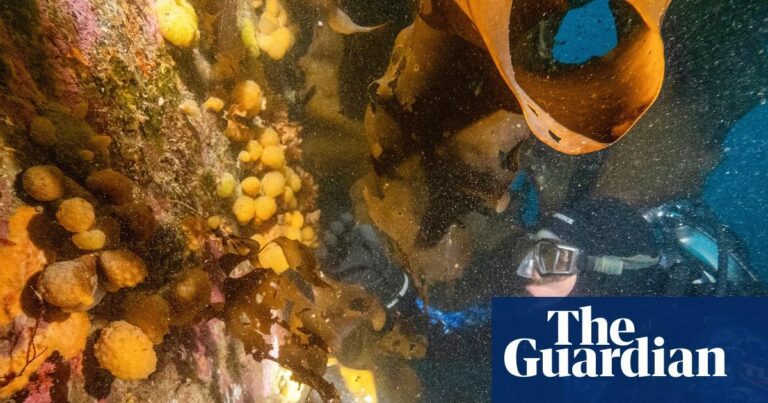 Sea squirt toxins show potential for melanoma treatment, researchers report