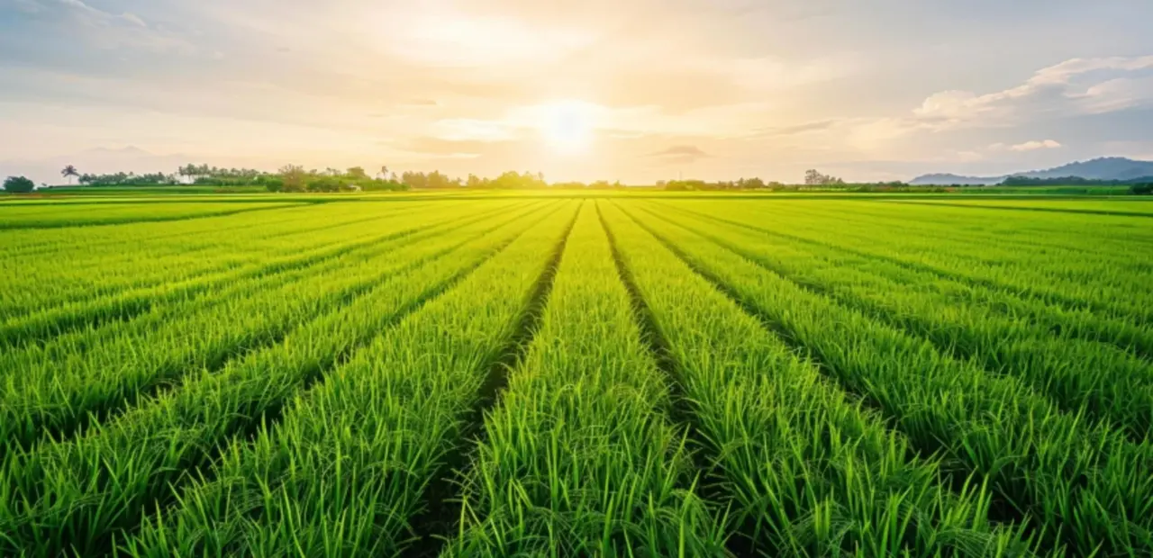 Soil bacteria found to boost crop resilience in salty farmland