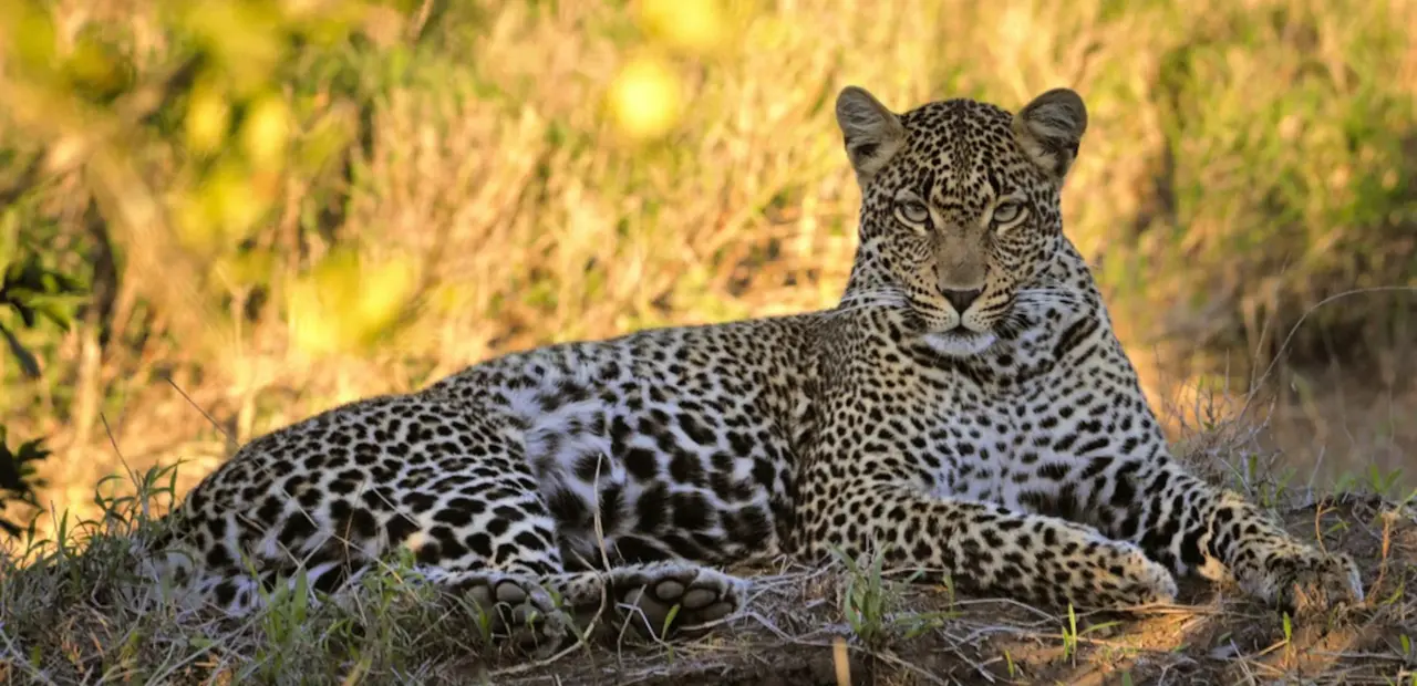 South African leopards found to be smaller and genetically distinct