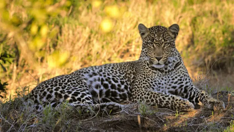 South African leopards found to be smaller and genetically distinct
