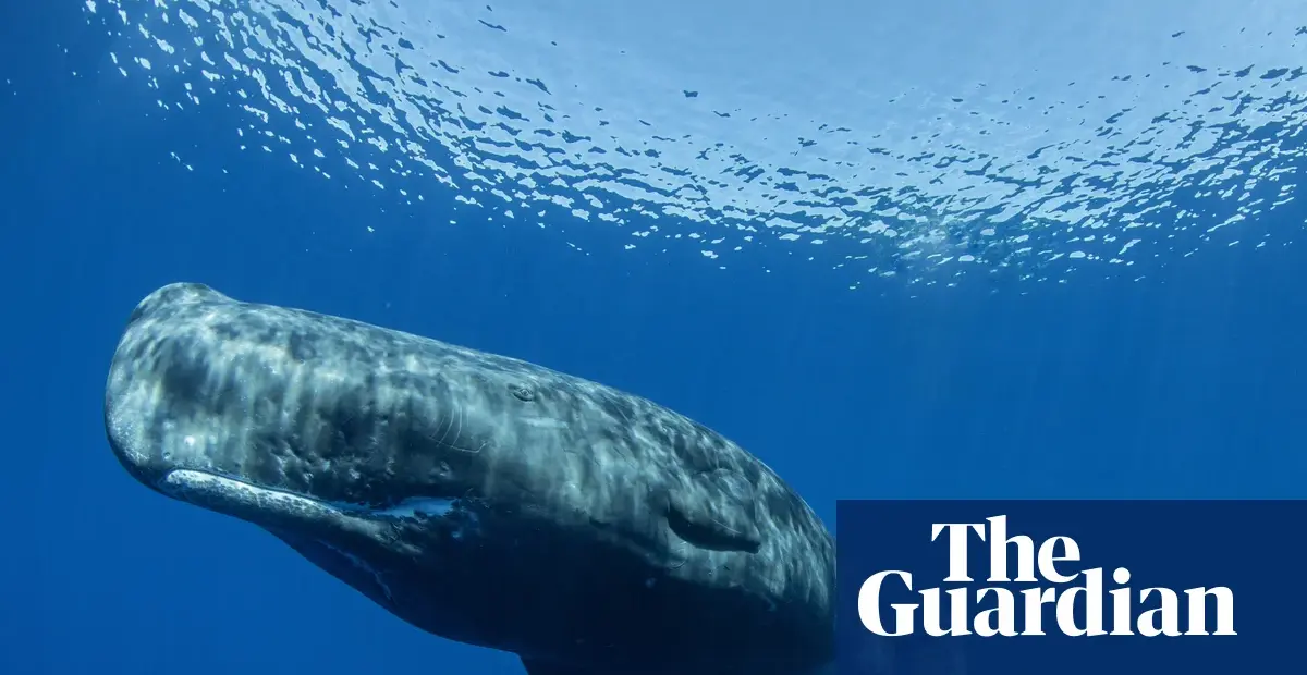 Sperm whale dialects differ between eastern and western Mediterranean