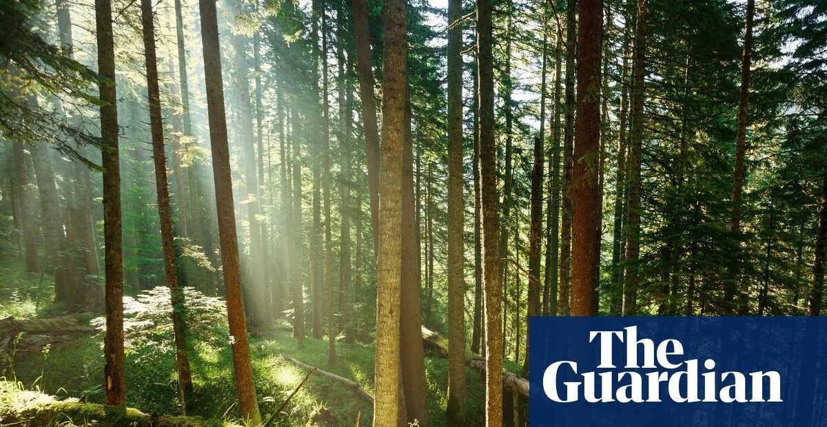 Study: Tree carbon storage may be less than previously thought