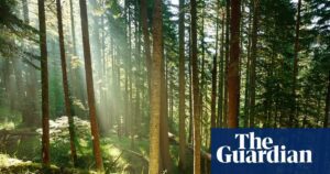 Study: Tree carbon storage may be less than previously thought