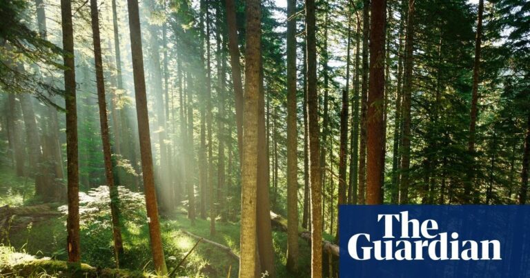 Study: Tree carbon storage may be less than previously thought