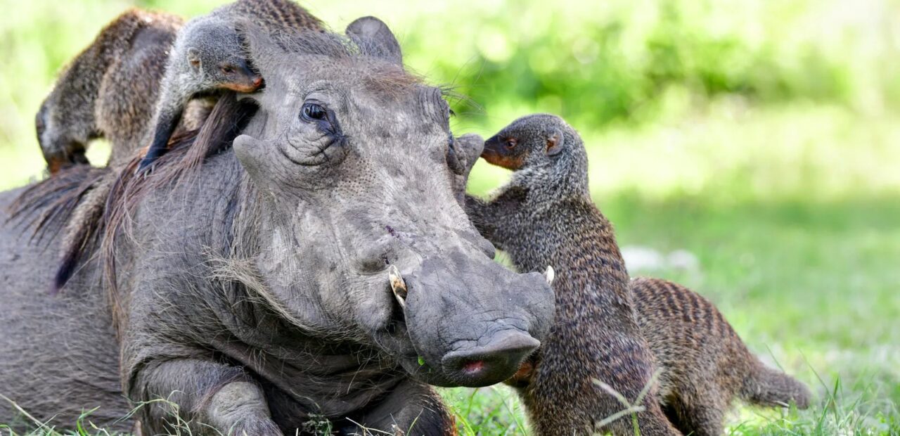 Study reveals flexible communication across animal species