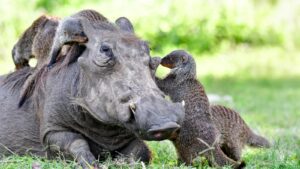 Study reveals flexible communication across animal species