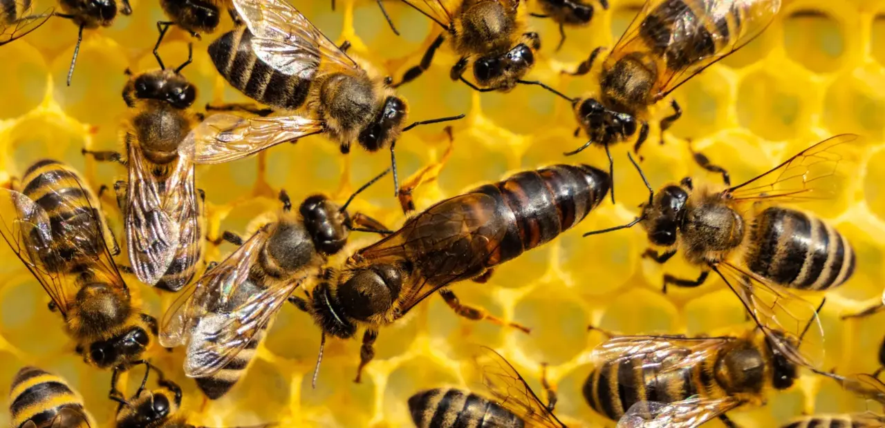 Study reveals queen bees are made by more than royal jelly
