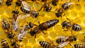 Study reveals queen bees are made by more than royal jelly