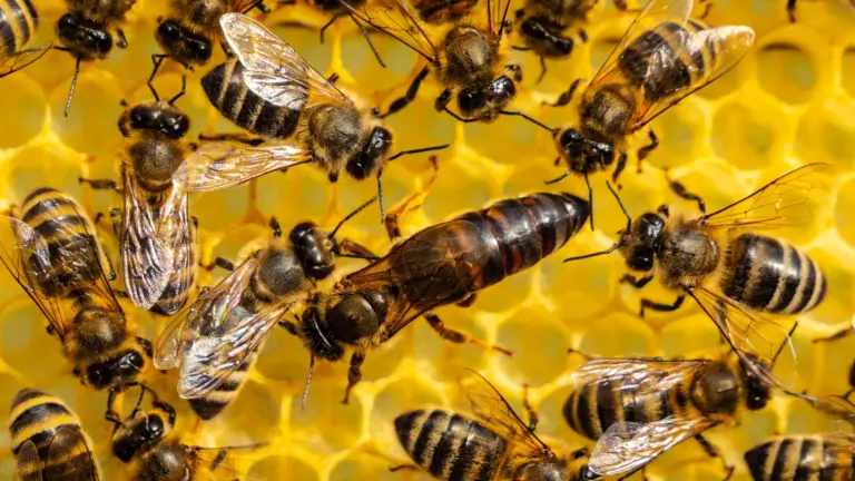 Study reveals queen bees are made by more than royal jelly