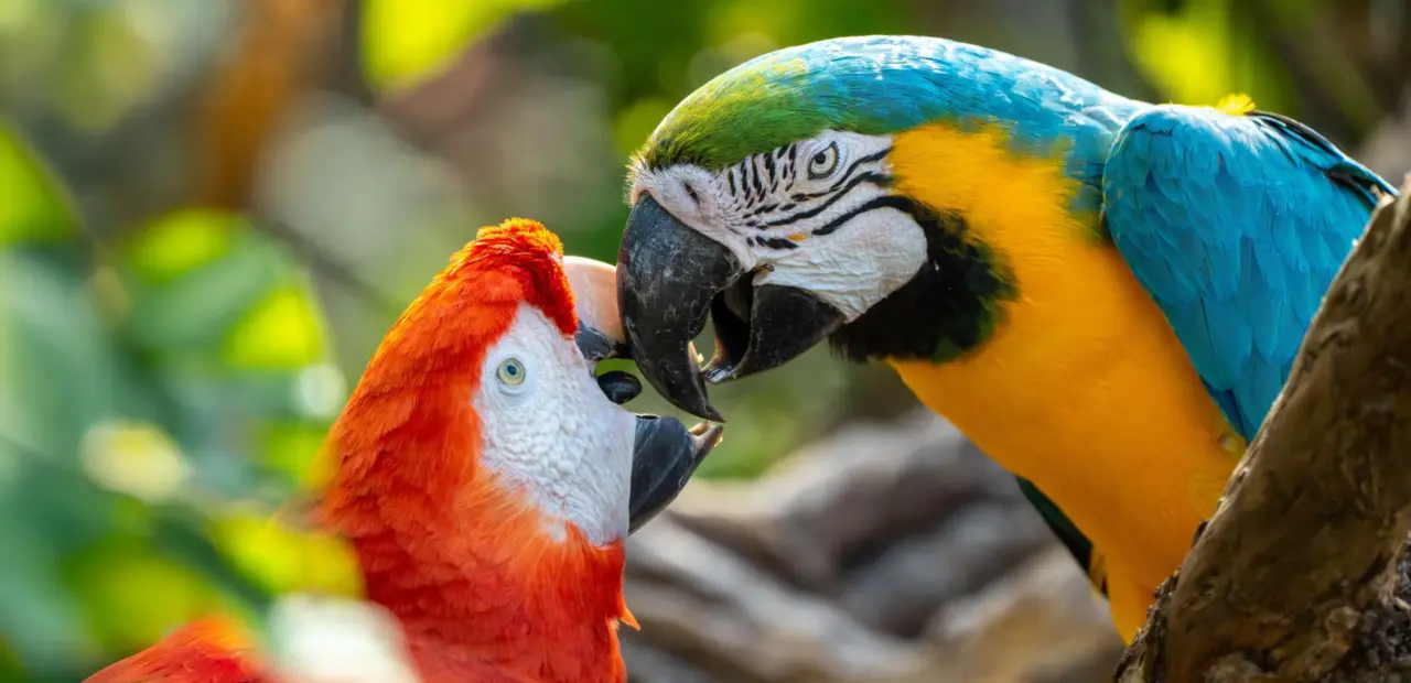 Study suggests parrots may use names for specific individuals
