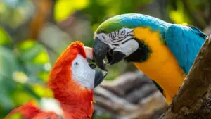 Study suggests parrots may use names for specific individuals