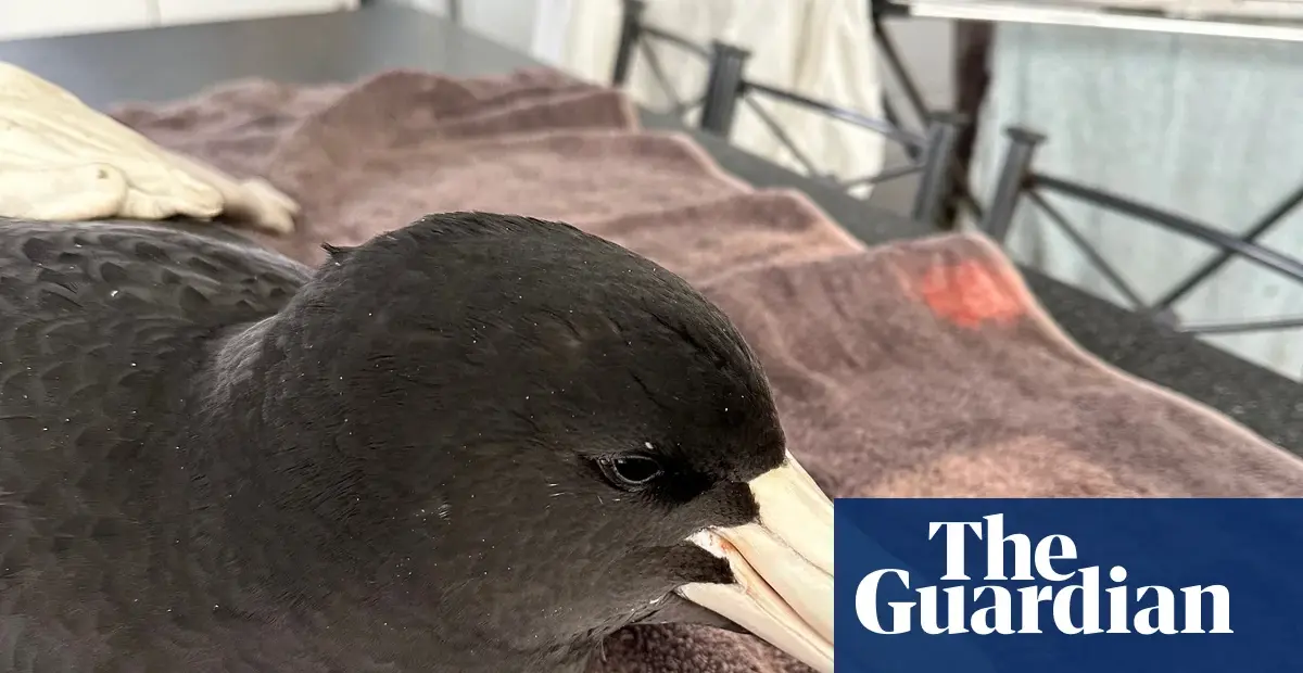 Two seabirds in WA test positive for H5N1 bird flu, first cases in Australia