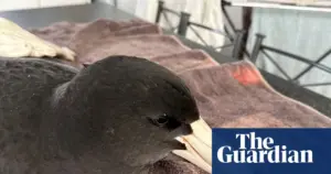 Two seabirds in WA test positive for H5N1 bird flu, first cases in Australia