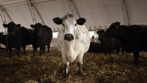U.S. Cattle Herd at 75-Year Low; Factors Include Costs, Drought, Screwworm