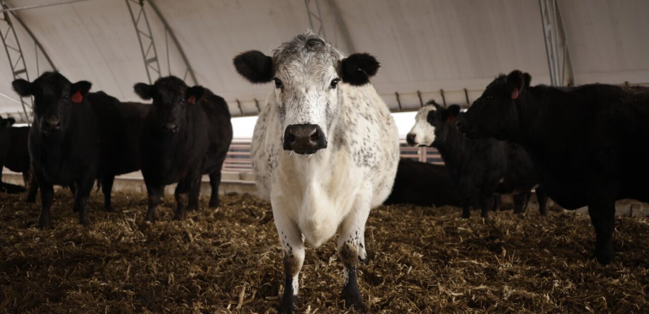 U.S. cattle herd at 75-year low, beef prices rise amid multiple pressures