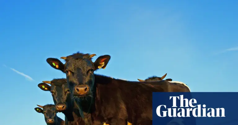 UK farmers report income drop after Brexit trade deals