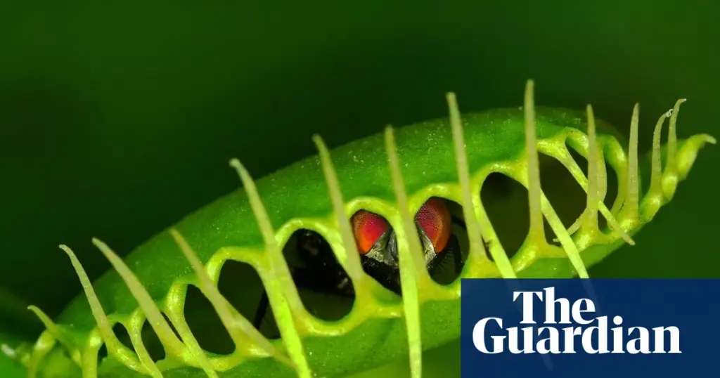 Venus flytrap snap mechanism revealed by scientists