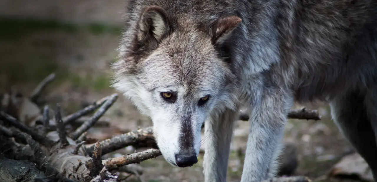 Yellowstone wolf study faces challenge over overstated ecological impact