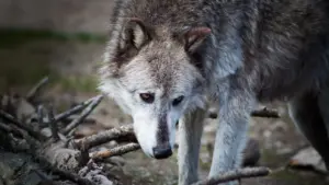 Yellowstone wolf study faces challenge over overstated ecological impact