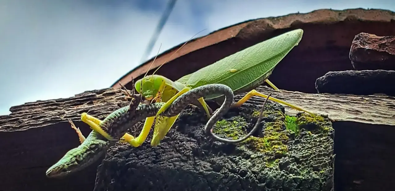 Asian mantises classified as invasive in Europe, study warns