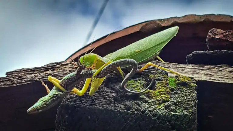 Asian mantises classified as invasive in Europe, study warns