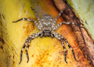 Australian brown huntsman spider may be fastest on Earth, study suggests