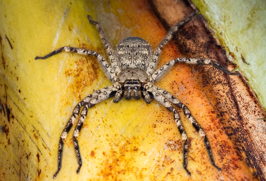Australian brown huntsman spider may be fastest on Earth, study suggests