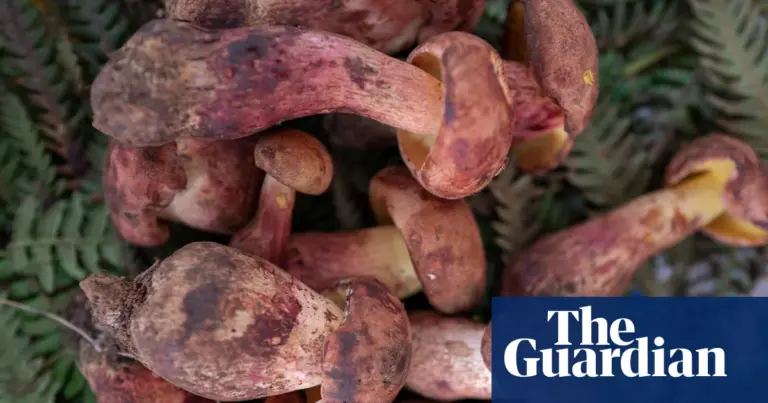 Bolete mushroom in China causes tiny people hallucinations