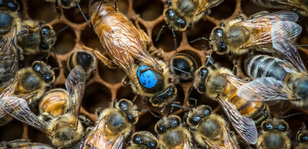 Brain circuits found to control job assignments in honeybees