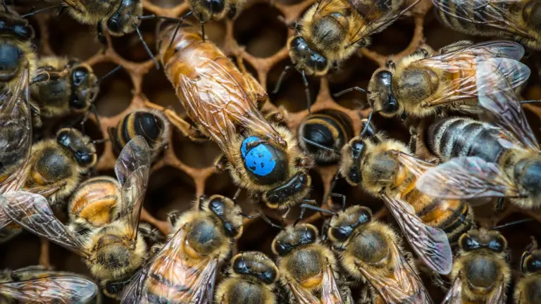 Brain circuits found to control job assignments in honeybees