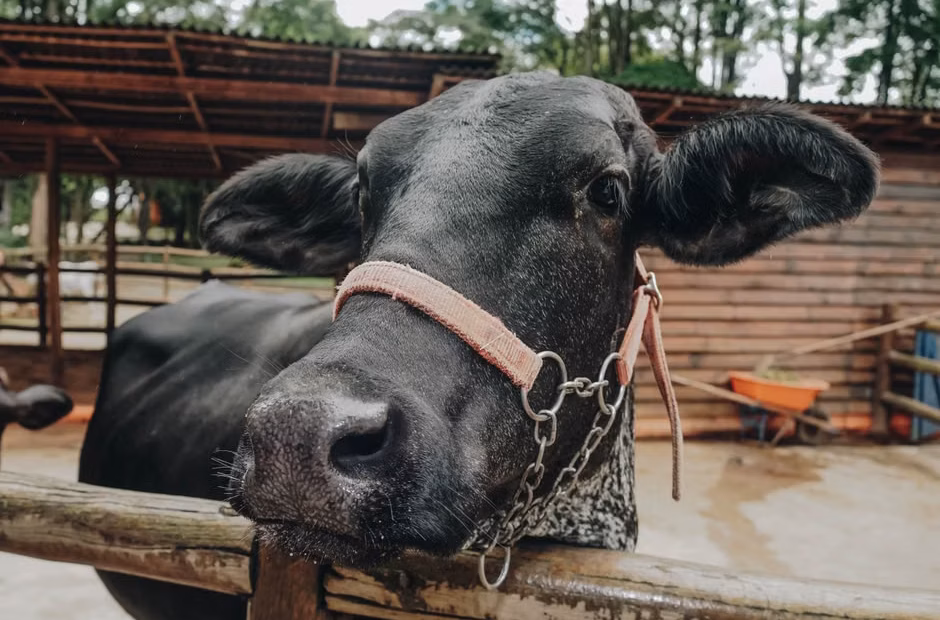 Brazilian farmers tokenize dairy cows on national stock exchange