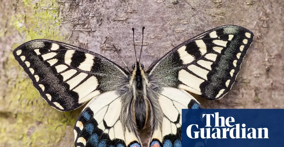 British swallowtail butterfly subspecies dates back 200,000 years, study finds