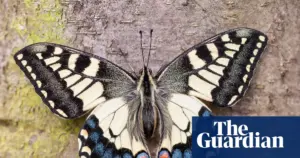 British swallowtail butterfly subspecies dates back 200,000 years, study finds