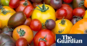 British tomato buyers shift from classic red to coloured and vine varieties