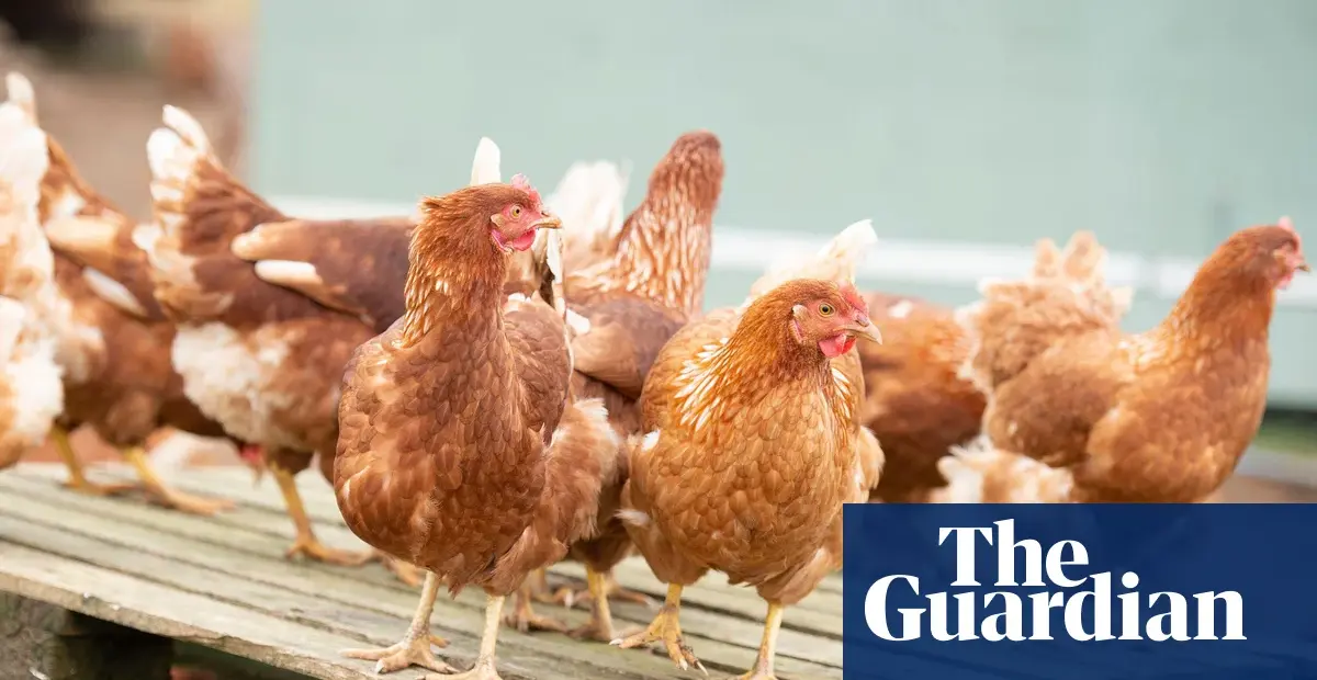Campaigners warn UK poultry growth plan risks national security