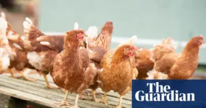 Campaigners warn UK poultry growth plan risks national security