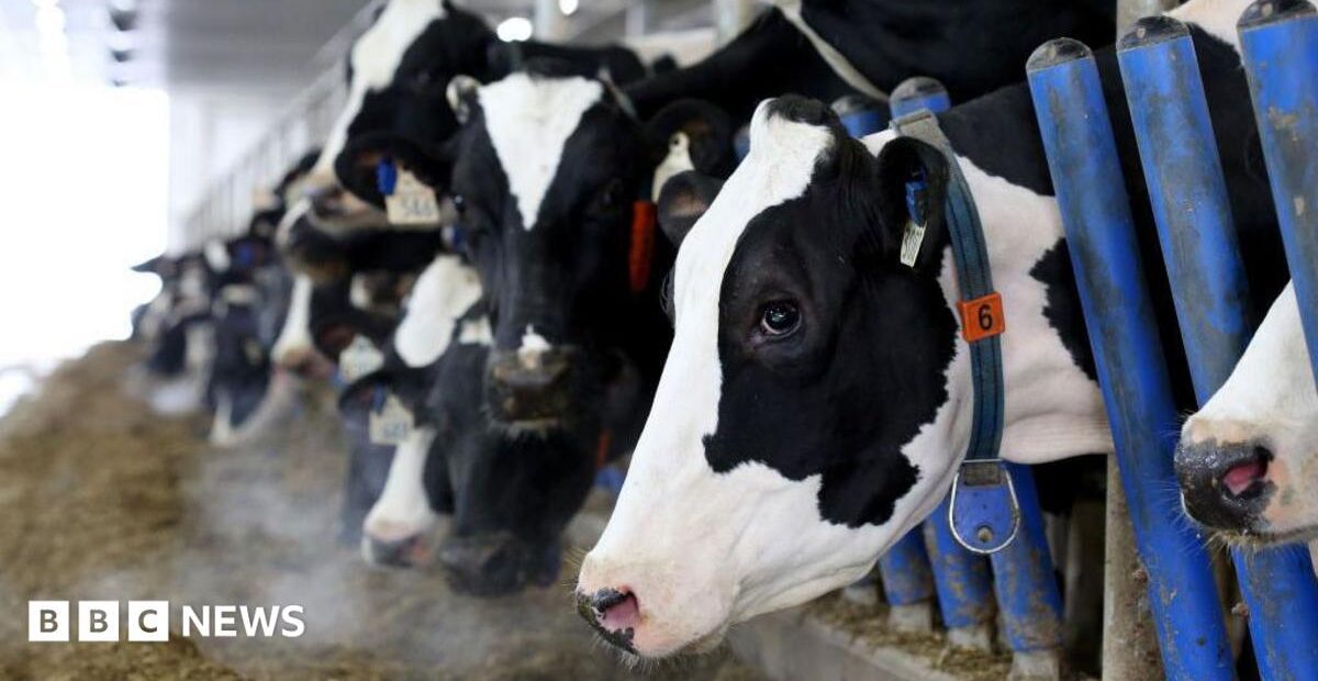 Canada's dairy supply management system targeted by US tariff threat