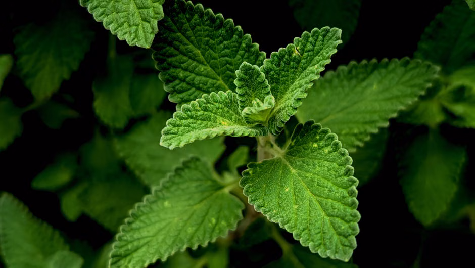 Catnip lotion matches Deet effectiveness in mosquito repellent study