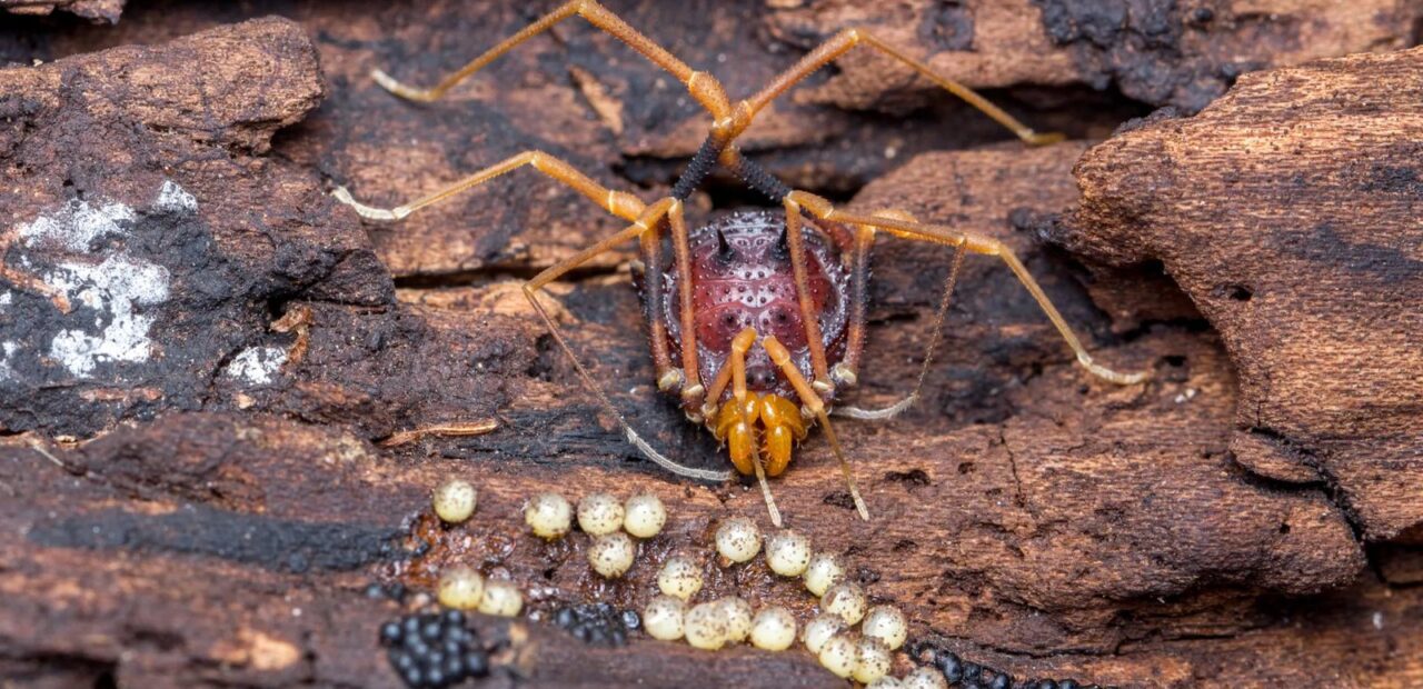 Citizen scientists help trace evolution of parental care in harvestmen