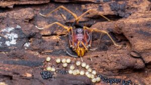 Citizen scientists help trace evolution of parental care in harvestmen