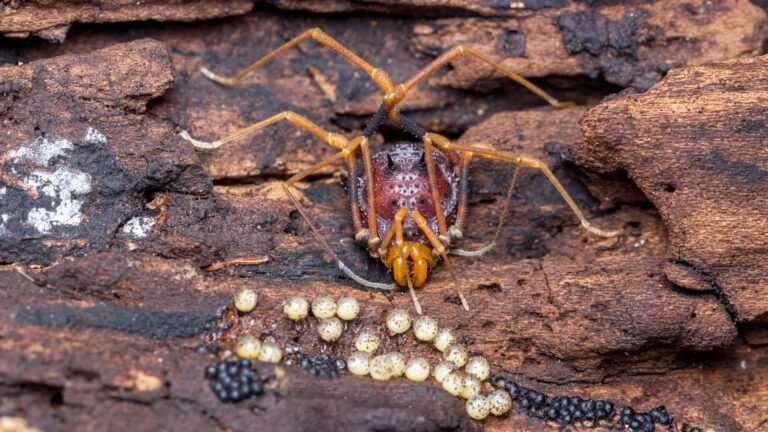 Citizen scientists help trace evolution of parental care in harvestmen