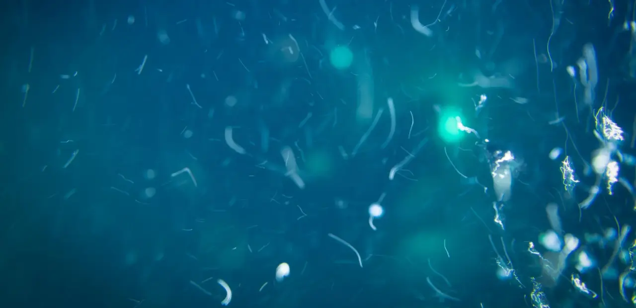 Deep-sea pressure squeezes nutrients from marine snow, study finds