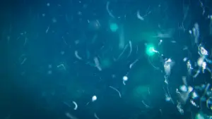 Deep-sea pressure squeezes nutrients from marine snow, study finds