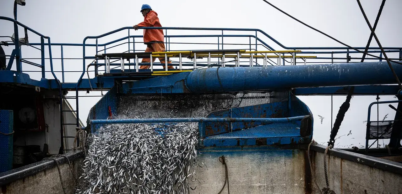 El Niño disrupts Pacific fisheries, creating winners and losers