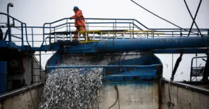 El Niño disrupts Pacific fisheries, creating winners and losers