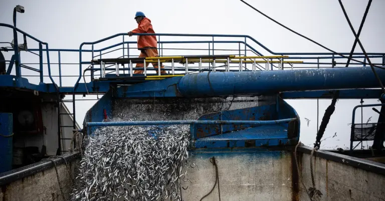 El Niño disrupts Pacific fisheries, creating winners and losers