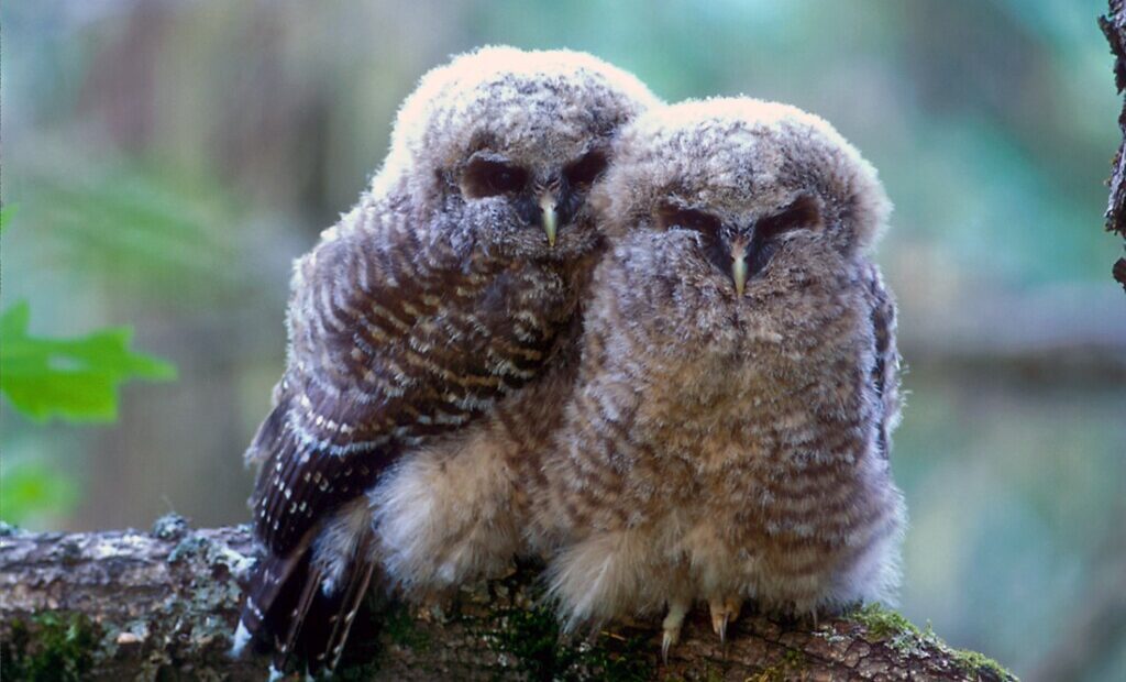 Federal rule change removes habitat protections for endangered species
