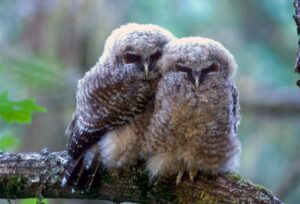 Federal rule change removes habitat protections for endangered species