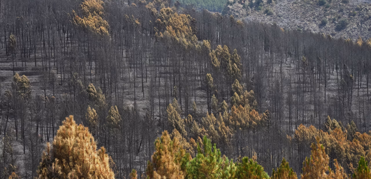 Firefighters in central Spain battle large wildfire amid heat wave