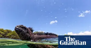 Galapagos animals show El Niño survival strategies, scientists warn of extinction risk